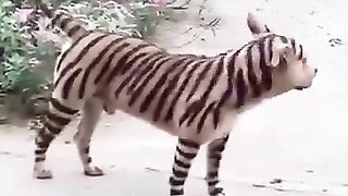 ابھی بھی وقت ہے سمجھ جائیں جنس وہی پرانی ہے خالی نیا رنگ مار کر واپس لایا گیا ہے۔