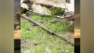 Kucing lucu VIII