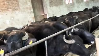 БИВОЛОФЕРМА  В ПОЛИТЕ НА САКАР
