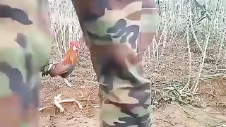 Catching foxes with chickens is an incredible trap!!