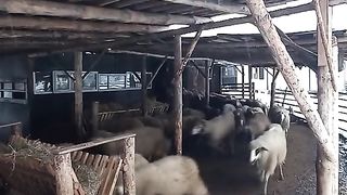 ЕКОФЕРМА  РОДОПИ