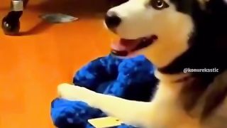 Watch my mischievous pet causing adorable chaos around the house! ???? #NotyPetAntics