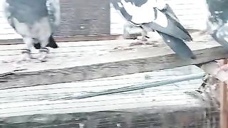 Pigeon for sale in Pakistan 15