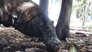 komodo vs cobra