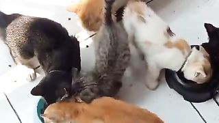 Cat and family 2