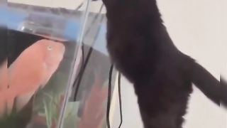 Funny Cat Viral Video 103