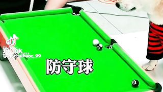 How to make black ???????? dogs ???? funny ???????????? to