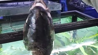 400 Piranha vs Giant Fish Head!