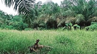 Sumatera (indonesia)
