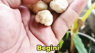 Uban Hilang Hanya Dengan Kemiri
