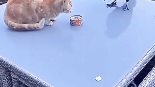 cats funny video moments