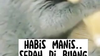 Kelakuan si Meong hahahhaha