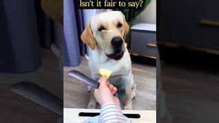Compilation de chiens Essayez de ne pas rire #15 ???? - Vidéos drôles de chiens #Shorts.