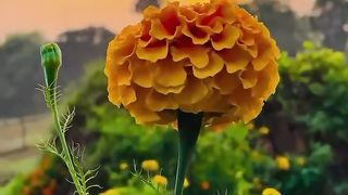 Beautiful view of flowers with sunset