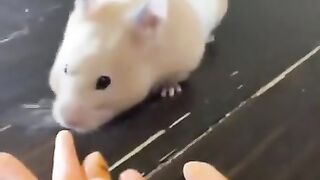 How Big are Hamster Cheeks?