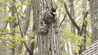 Red-headed Woodpecker bird
