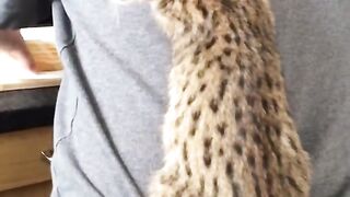 Cats climb on owner's bak