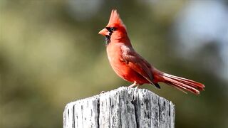 Northern Cardinal Singing !