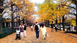 Autumn view in Japan