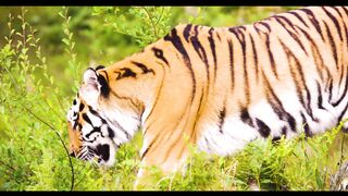 Wildlife Animals 4k 60FPS ULTRA HD