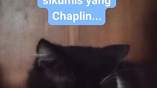Kucing ganteng