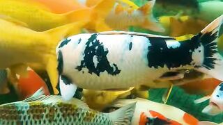 Fish tank on japan