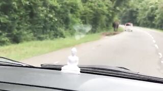 srilanka wild elephant