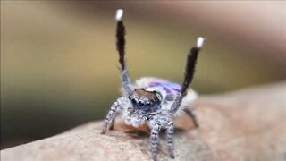 The mating dance of the Spider-Peacock