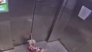 Omg the poor dog!!!! ????????