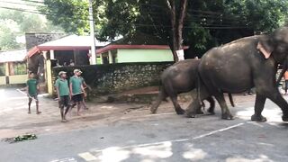 sri lanka pinnawala