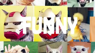 Hilarious Animal Videos That Will Make You Laugh (Funny Pets)| Pets Town