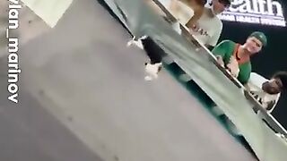 Fans catch cat plummrtung from stadium(360).mp4