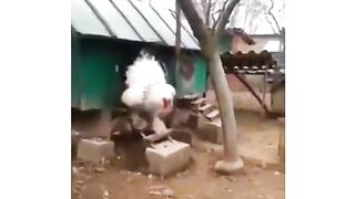 Woahh look at this chicken