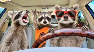 Animals funny video, amazing animal video, animal shorts, tik tok animal video