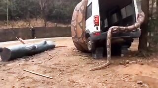 ???? COBRA GIGANTE ATACA PESSOAS NA FLORESTA ????
