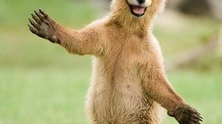 Super funny Animal videos, will make you LAUGH EXTREMELY HARD????????#animals #dogs #pets- tik tok animal video, amazing animal video,