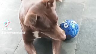 Sou Lion e quero ser seu amigo !