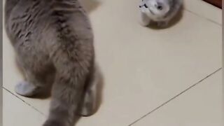 What a Funny cat? Funny Cats Retaliation [You beat Her, You want me]