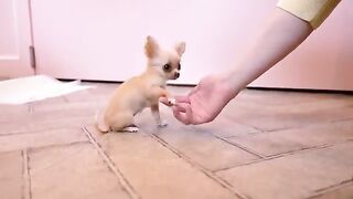 Small poppy grooming