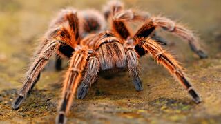 Video:Jamais mate essa aranha se ver ela na sua casa!