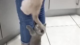 Kittens Climb Their Mom as They Couldn’t Wait for Food