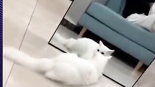 ????Funny cats and dogs: ????Wanna Laugh? Watch This...????