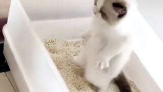 براءة وشقاوة القطط