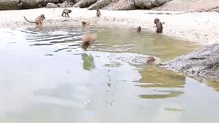 Monkeys