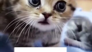 Gatos fofo