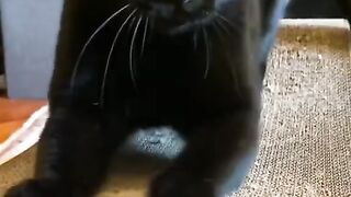 Cute and Funny Cat Videos