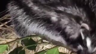 Você nunca deve tocar nestes Bichos!