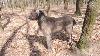 Estas Raças De Cães São mais fortes que os Lobos.
