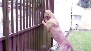 Essas Raças de Cães foram Proibidas!
