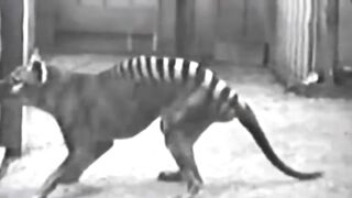 10 Animais Que estão Extintos!!! Videos Raros